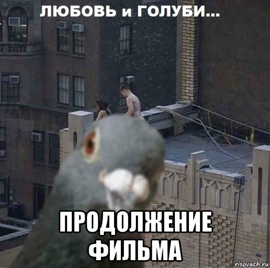 Удивлённый голубь