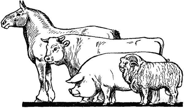 Говядина схема вектор