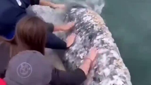 Доброе утро шарж (47 фото)