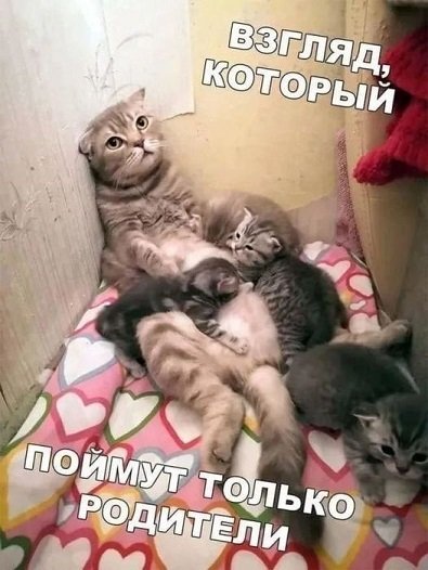 Сатирический портрет