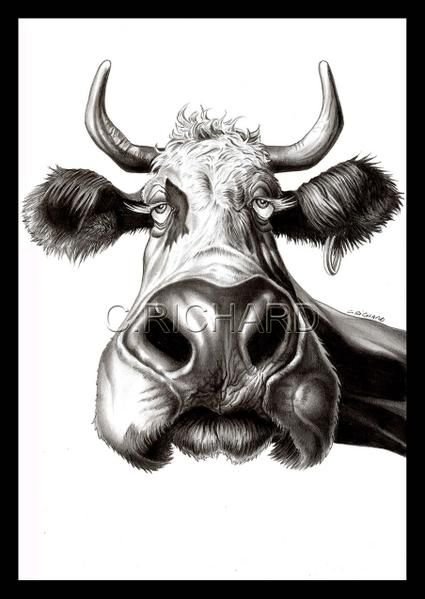 Шутки про коров