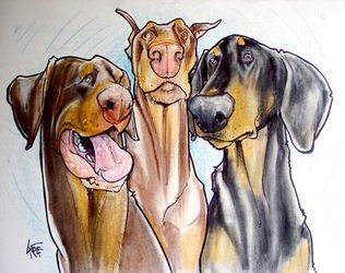 Доберман референс анатомия