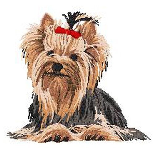 Овен Йоркширский терьер 430