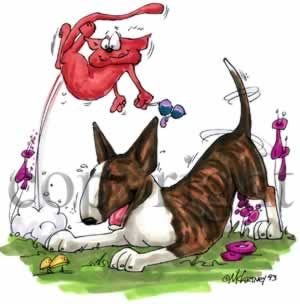 Терри бультерьер