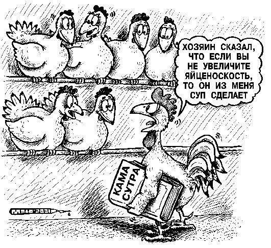 Курятник карикатура
