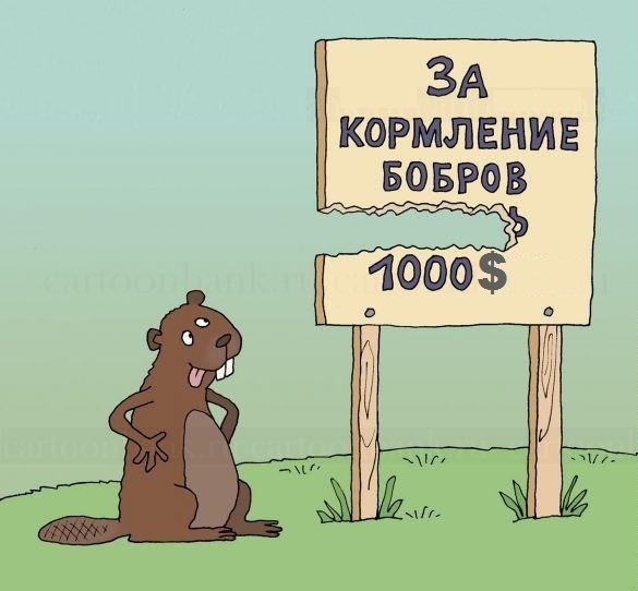 Бобры приколы