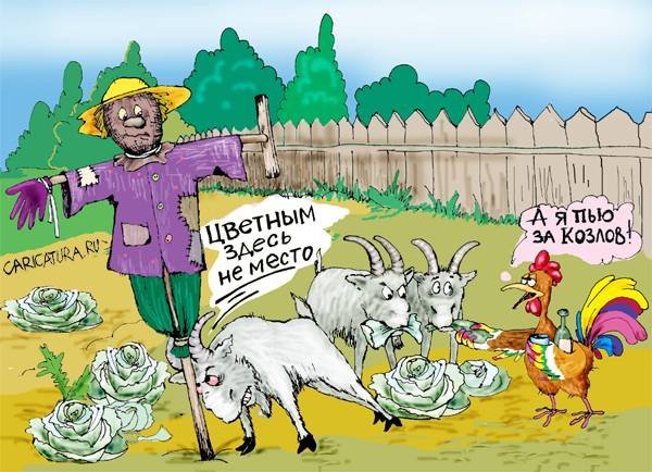 Козлы карикатура