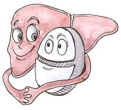 Мультяшная печень