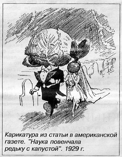 Капуста карикатура