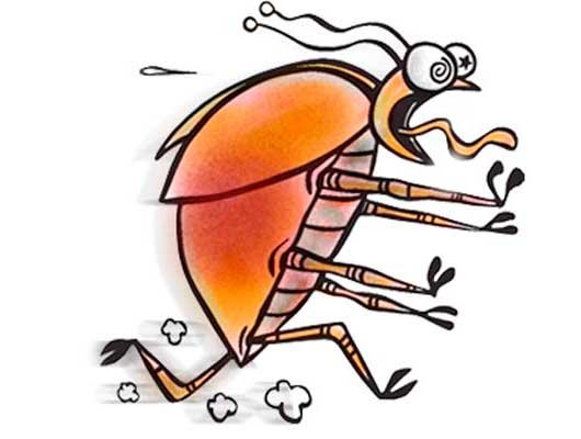 Смешная блоха