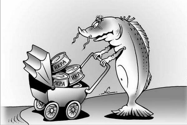 Осетр смешные картинки