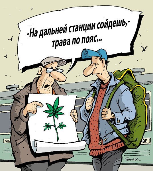 Конопля карикатура
