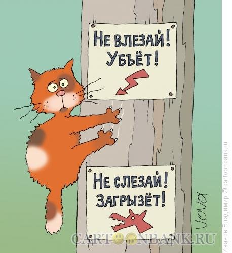 Кот обмен прикол
