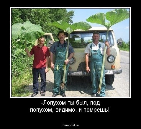 Молдавские шутки