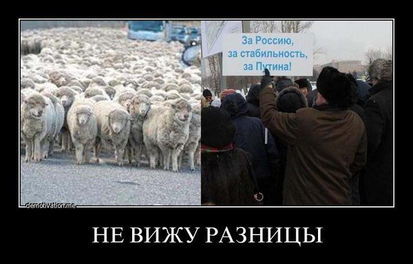 Бараны за Путина