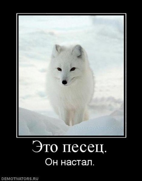 Полный песец.