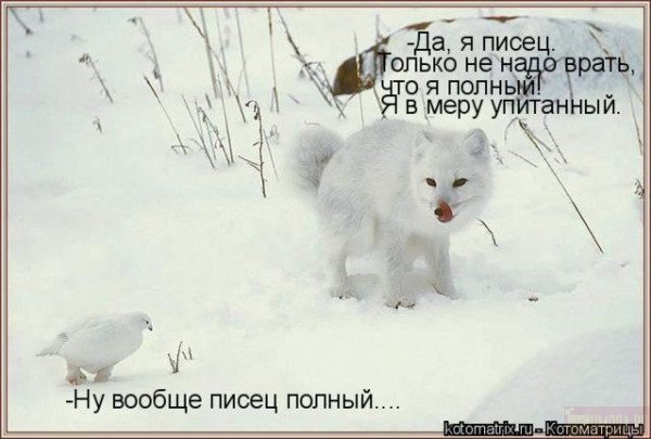 Песец пришел