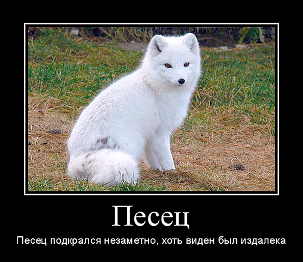 Писец подкрался незаметно хоть виден был издалека