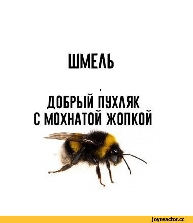 Смешная бабочка