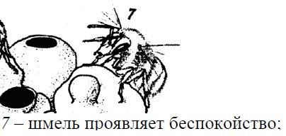 Мохнатый шмель карикатура (48 фото)