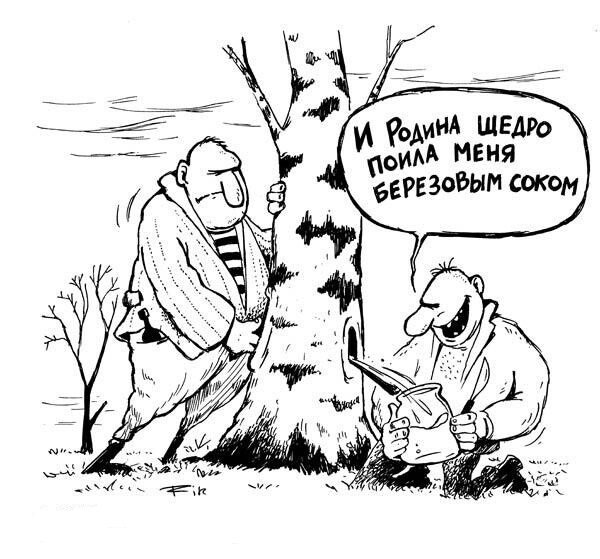 Березовый сок карикатура