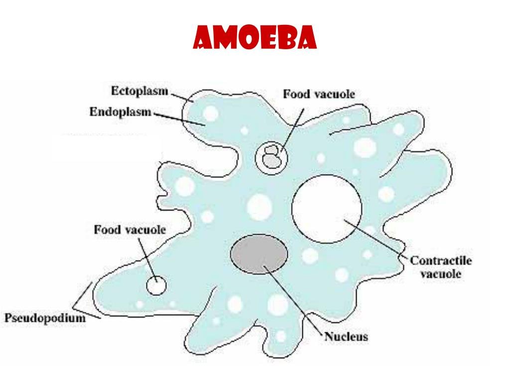 При наступлении неблагоприятных условий амеба. Эктоплазма у амебы. Амеба Протеус. Амеба Протей. Эктоплазма биология.