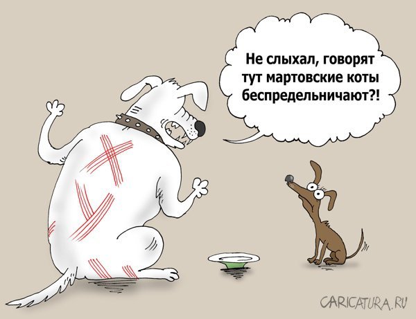 Мемы про кастрацию кота