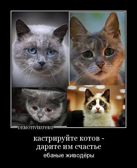Коты карикатуры