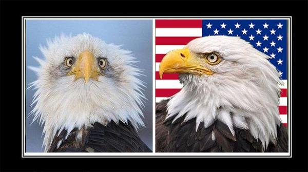 Белоголовый Орлан в профиль и анфас