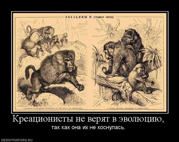 Креационисты верят в