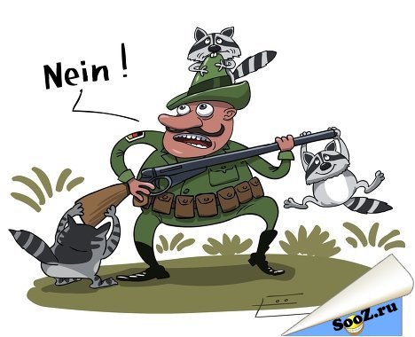 Боевой енот