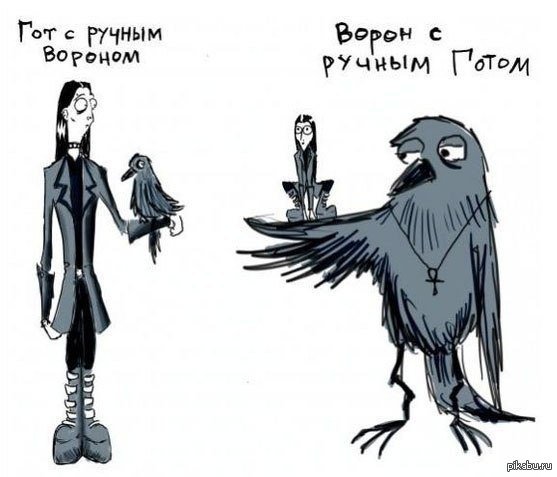 Шутки про ворону