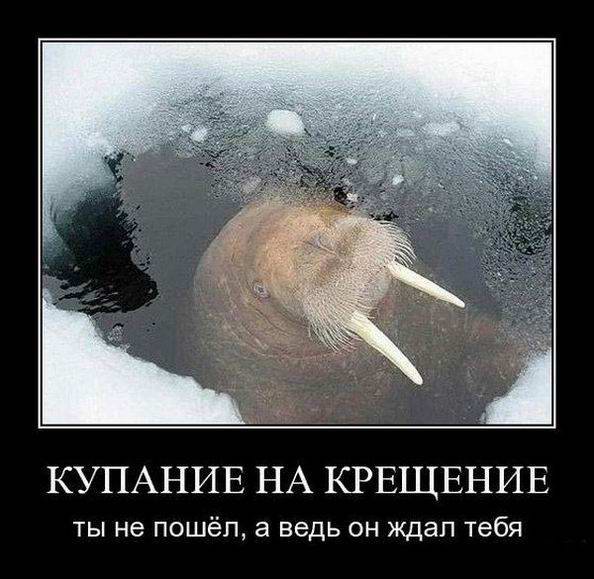 Морж демотиватор
