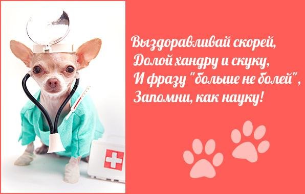 Выздоровление собаки