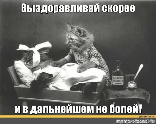Выздоравливай котик