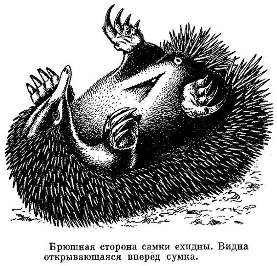 Будь ты проклят Перри Утконос Донбасс