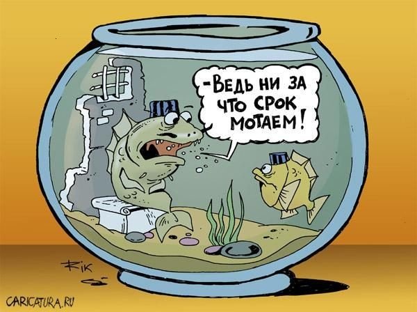 Приколы про аквариумных рыбок