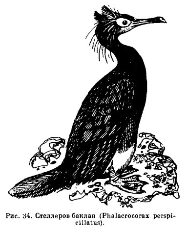 Стеллеров Баклан птица