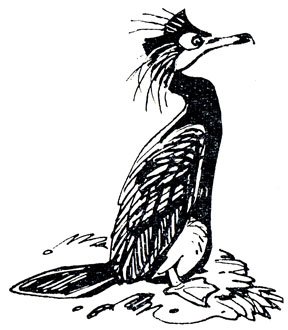 Баклан раскраска