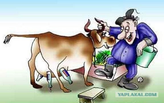 Корова карикатура