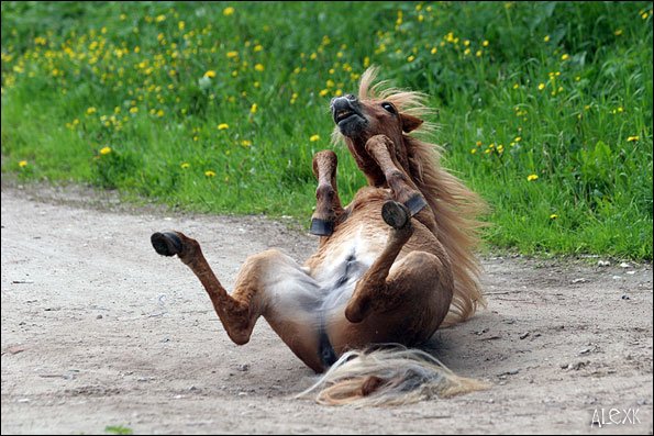 Уставшая лошадь