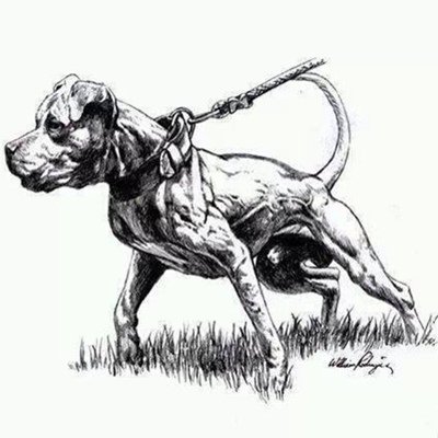 Нарисованный бой питбулем