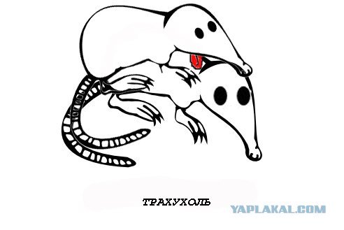 Лысый выхухоль