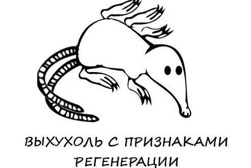 Выхухоль приколы