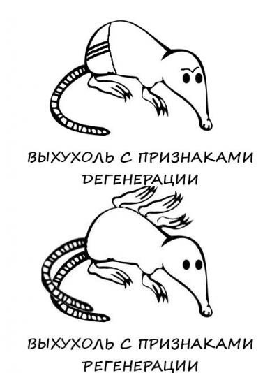 Похухоль и нахухоль