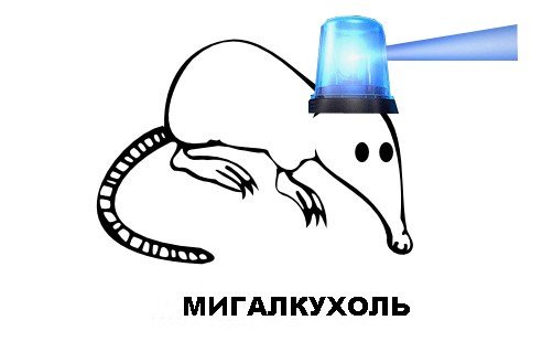 Классификация выхухолей