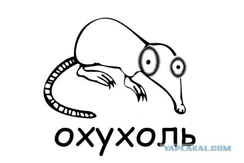 Лысый выхухоль