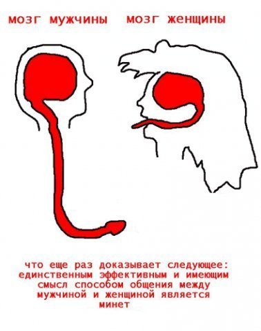 Мозг мужчины и мозг женщины