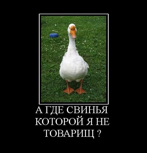 Лебедь свинье не товарищ
