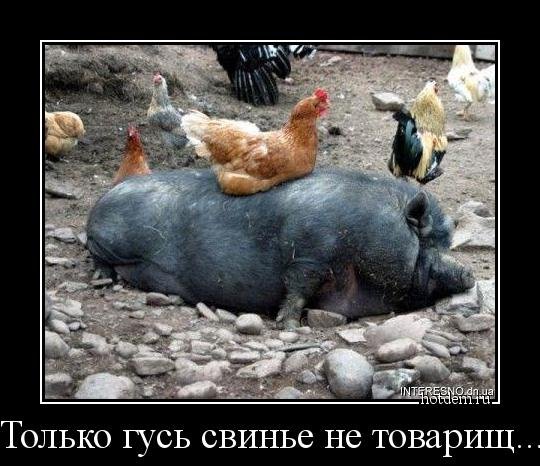 Гусь свинье не товарищ